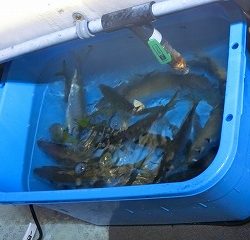 第二清洋丸 釣果