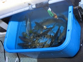 第二清洋丸 釣果