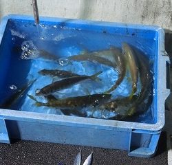 第二清洋丸 釣果