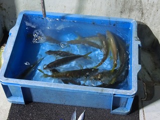 第二清洋丸 釣果