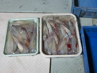 第二清洋丸 釣果