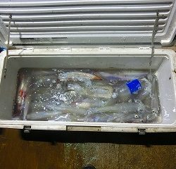 第二清洋丸 釣果