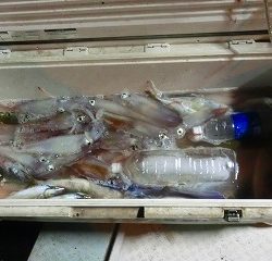 第二清洋丸 釣果