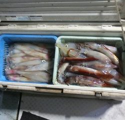 第二清洋丸 釣果