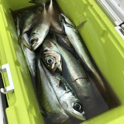 もと明丸 釣果