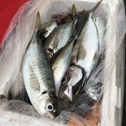 もと明丸 釣果