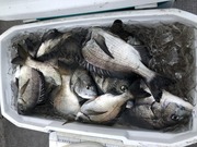 ＮＡＧＡＳＨＩＭA ＭＡＲＵ（永島丸） 釣果