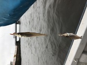 ＮＡＧＡＳＨＩＭA ＭＡＲＵ（永島丸） 釣果