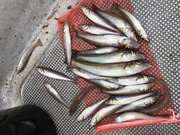 ＮＡＧＡＳＨＩＭA ＭＡＲＵ（永島丸） 釣…