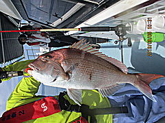 遊漁船 未紗奈 釣果