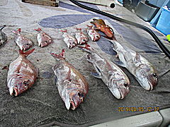 遊漁船 未紗奈 釣果