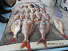 遊漁船 未紗奈 釣果