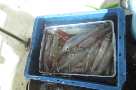 ジギング船 BLUEWATER 釣果