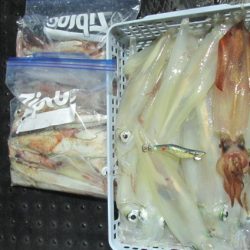 ジギング船 BLUEWATER 釣果