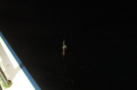 ジギング船 BLUEWATER 釣果