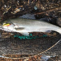 米代川河口シーバス