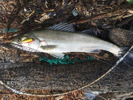 米代川河口シーバス