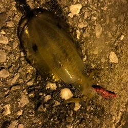 愛媛県愛南町でエギング、夏イカゲット