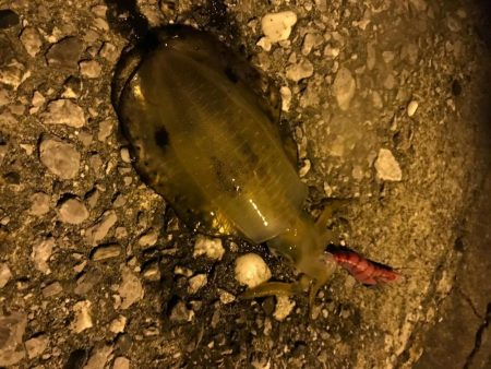 愛媛県愛南町でエギング、夏イカゲット
