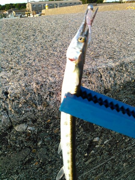 浜名湖 ライトゲーム