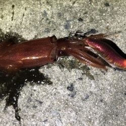 今期初ケンサキ