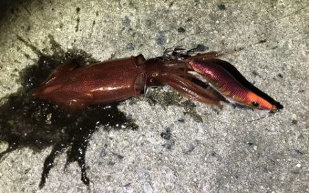 今期初ケンサキ