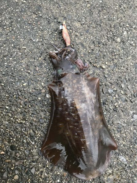 和歌山夏イカ狙いのエギングでキロアップ