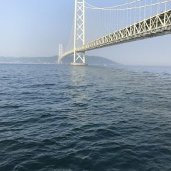 青物いるが釣れず、アジばかり