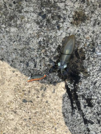 今季初エギング