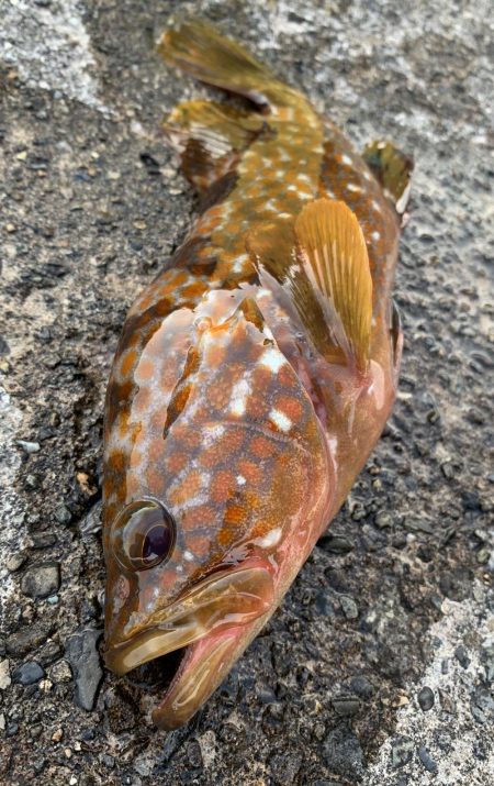 ゆったりライトロック