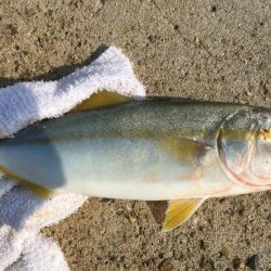 ツバスとアジとイワシ