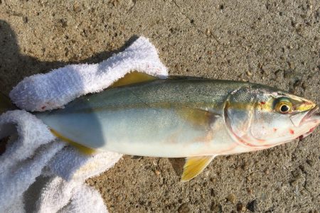 ツバスとアジとイワシ