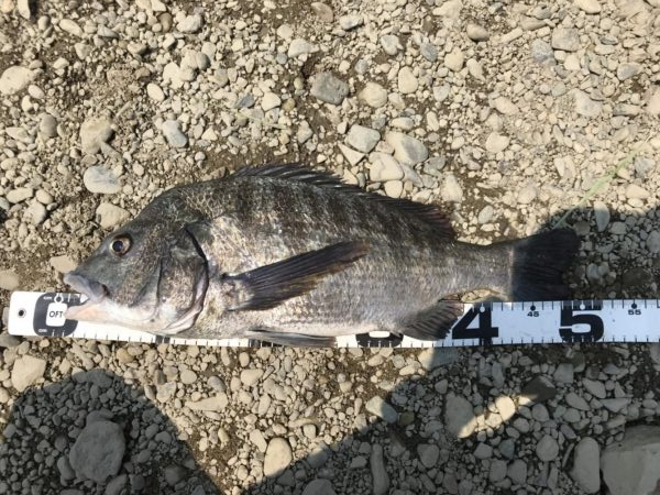 イチノ兄弟、釣果！