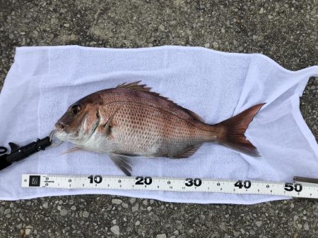 エビ撒きでタイ狙い