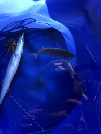 夏のライトショアジギング4