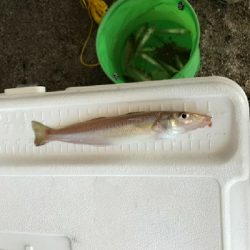 キャンプで投げ釣り