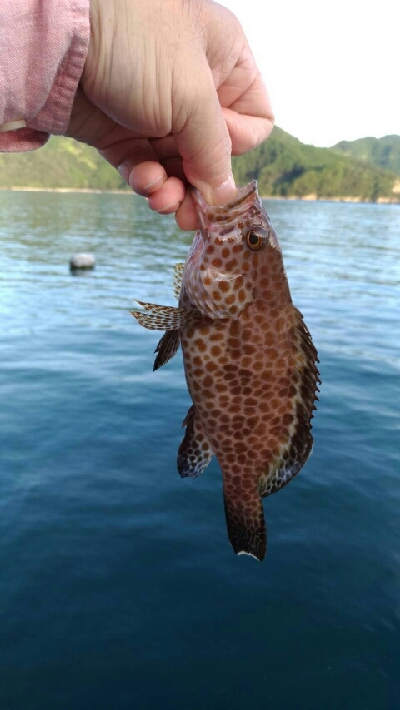 デイアジングでしたが…