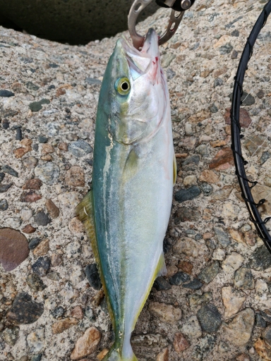 いろいろ釣れました