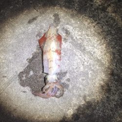 今日はかなり渋い