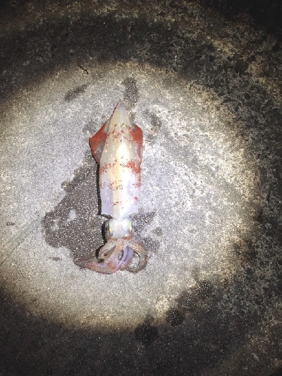 今日はかなり渋い