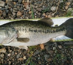 久しぶりの50アップ