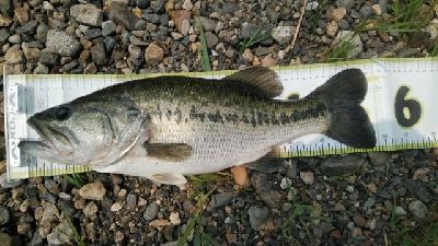 久しぶりの50アップ