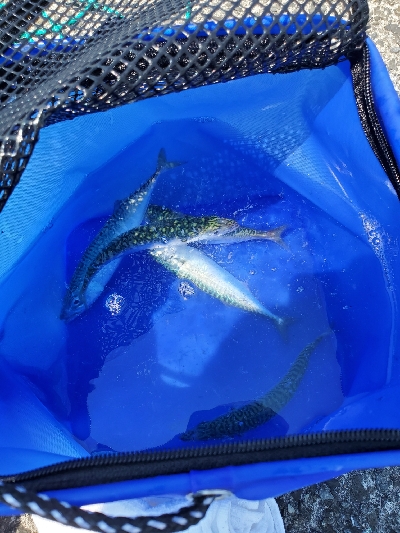 アジちっちゃ！