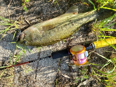 久々バス釣り