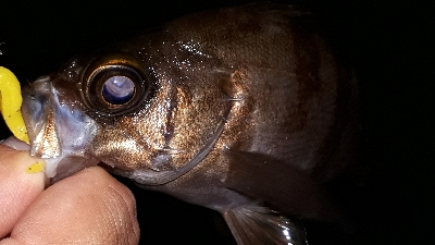 急きょ、洲本でライトフィッシング