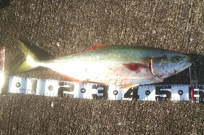 ショアジギ好調。ギリギリメジロに届かず！