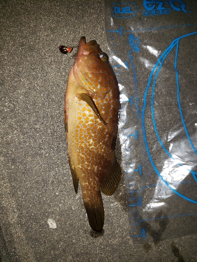 久しぶりの釣行です