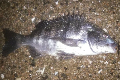 ナイトチニング　何とかボウズ逃れ