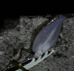 早朝ショアジギはヒラメ!!赤ちゃん