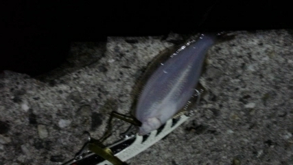 早朝ショアジギはヒラメ!!赤ちゃん